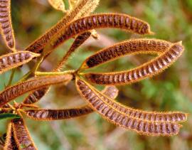 Mimosa seed pods are brown when ripe and covered in fine, bristly hairs.