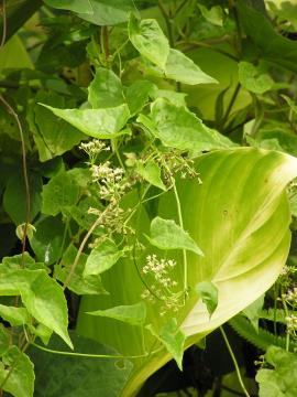 Mikania leaves and flowers.