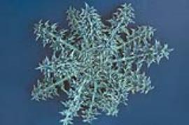 Nodding thistle rosette.