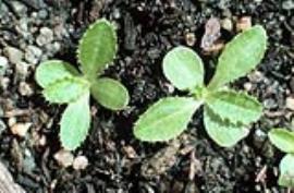 Nodding thistle seedlings.