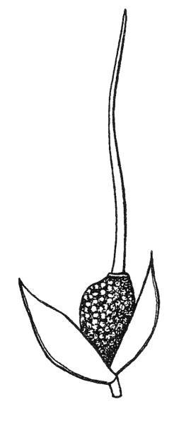 Uruguayan rice grass seed has a curved bristle-like tail or 'awn'.