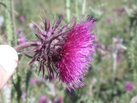 Nodding thistle flower.