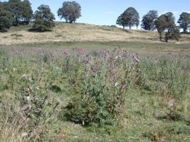 Typical infestation of nodding thistle.