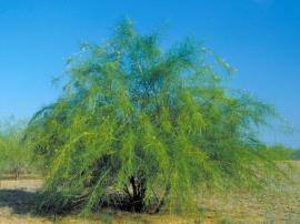Parkinsonia has wide spreading branches.