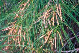 Parkinsonia pods are straw-coloured when ripe, constricted between the seeds and have pointed tips.