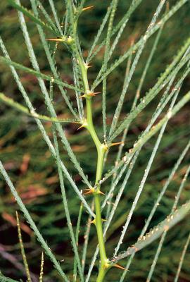 Parkinsonia has sharp spines, 5–15 mm long that are curved backwards and grow from the leaf nodes.