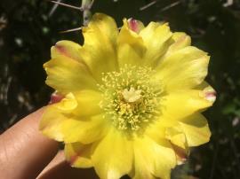 Smooth tree pear has yellow flowers up to 6 cm wide with red tinges on the outer parts.