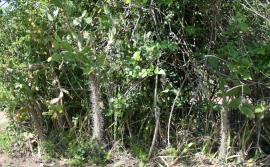 Smooth tree pear has woody thorny trunks.