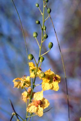 Flowers are yellow, with one orange or orange-spotted petal.