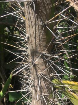 The spines on the trunks are up to 10 cm long.
