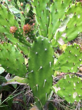 The stems are flattened and often drooping with 1-4 spines in each areole.