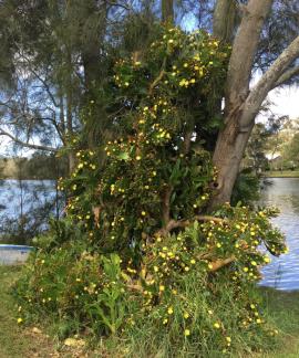 Smooth tree pear in flower smothering other plants.