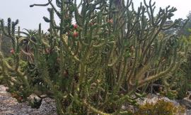 Eve's needle cactus has many branches.