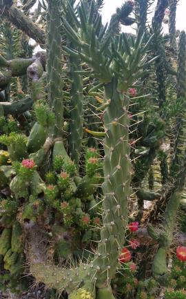 Leaves are present on the new growth and there are 1 to 4 spines per areole.