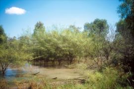 Parkinsonia thrives around waterways.