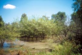 Parkinsonia thrives around watercourses.