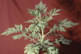 Parthenium weed has fern-like leaves.