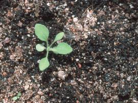 Parthenium weed seedling