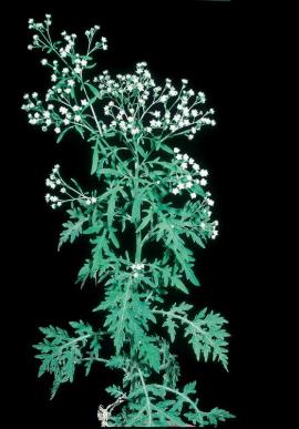 Parthenium weed plant
