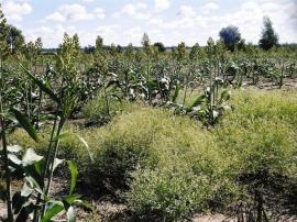 Parthenium weed infestation in a sorghum crop.