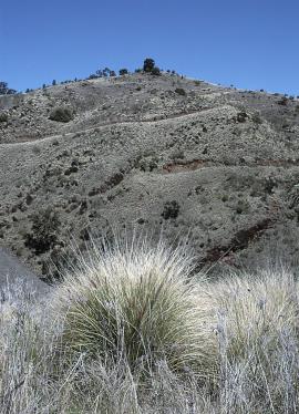 Fountain grass infestation