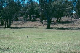 Lippia condamine couch can easily become dominant in overgrazed pastures
