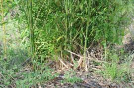 Phyllostachys aurea - Golden Bamboo