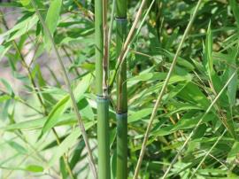 Phyllostachys aurea - Golden bamboo