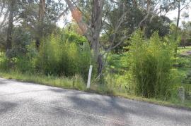 Phyllostachys aurea - Golden Bamboo