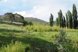 Phyllostachys aurea - Golden Bamboo