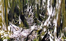 Pond apple can form tall, dark forests.