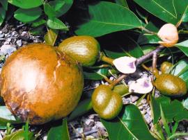 Pond apple fruit looks like a smooth-skinned custard apple.