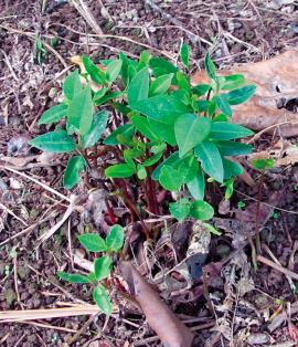 Thousands of seedlings can germinate in moist, sunlit conditions, excluding other species.