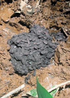 Seeds are spread over long distances in the droppings of feral pigs (shown here) and cassowaries.