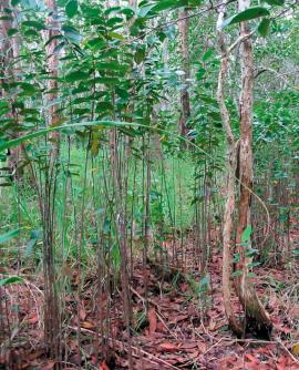 Pond apple can spread into relatively undisturbed habitats such as paperbark forests.