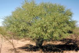 Prickly acacia is spreading tree that usually grows 4–5m high.