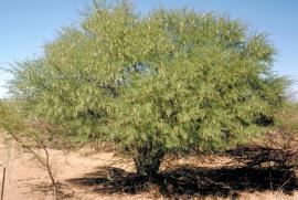 Prickly acacia is a thorny tree that usually grows 4–5m high.