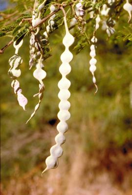 Prickly acacia seed pods are constricted between seeds.