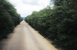 Prickly acacia can form dense thickets - a roadside infestation in West Timor, Indonesia.