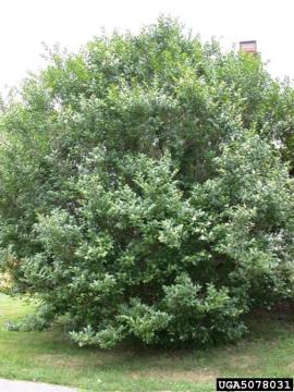 A small European privet tree with a round crown.