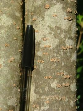 All privets have characteristic pore-like lenticels. 