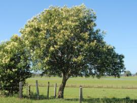 Broad-leaf privet trees often grow along fence lines.