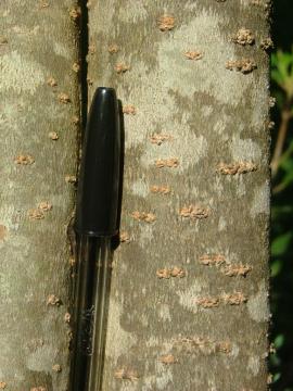 All privets have characteristic pore-like lenticels.