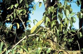 Rubber vine seed pods are usually in pairs on the end of stalks. 