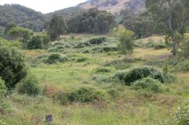 A valley infested with blackberry. The shorter light green clumps are Rubus leucostachys
