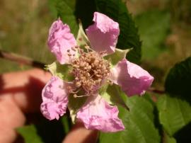 Close up of blackberry flower with five pink petals