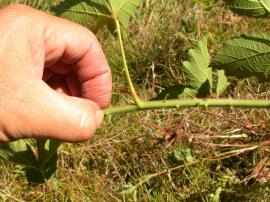 Blackberry has thorny stems