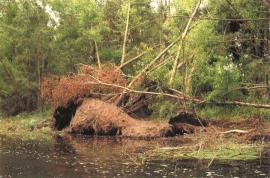 Changes to stream flow caused by willow roots can undermine stream flow.