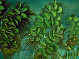 Salvinia is a floating fern with round to oval shaped fronds.
