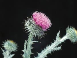 Scotch thistle flower.